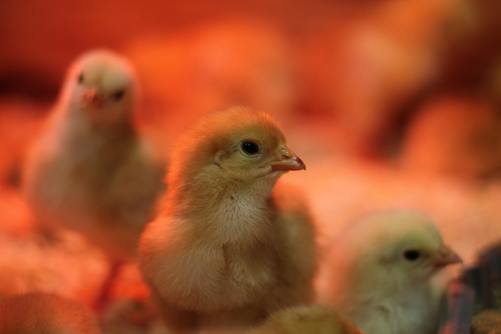 Canon EOS 1100D (EOS Rebel T3 / EOS Kiss X50) sample photo. Chicks photography