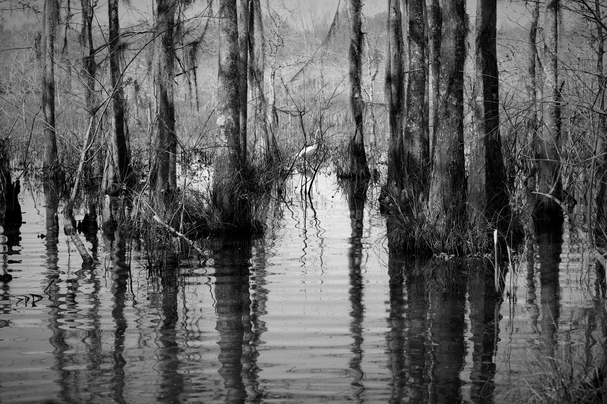 Canon EOS 80D + Canon EF 50mm F1.4 USM sample photo. Swamp photography