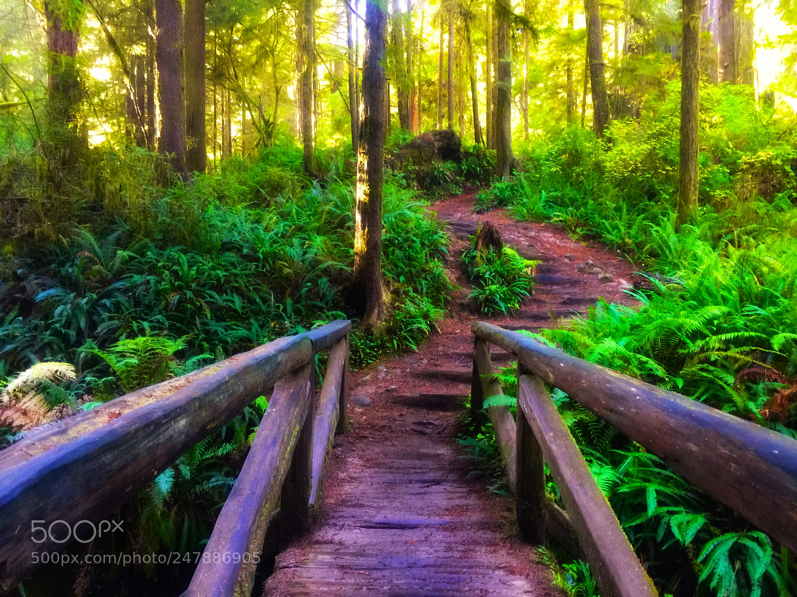 Apple iPhone 6 Plus sample photo. Forest trail bridge photography