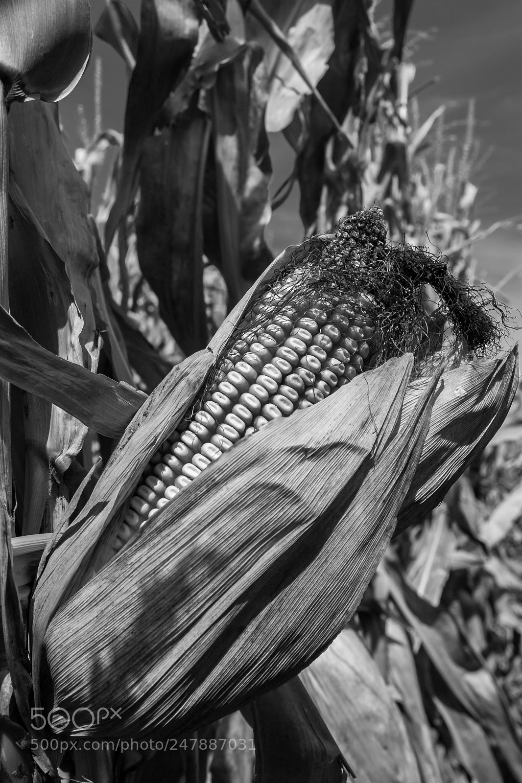 Canon EOS 30D sample photo. Corn ear b&w photography