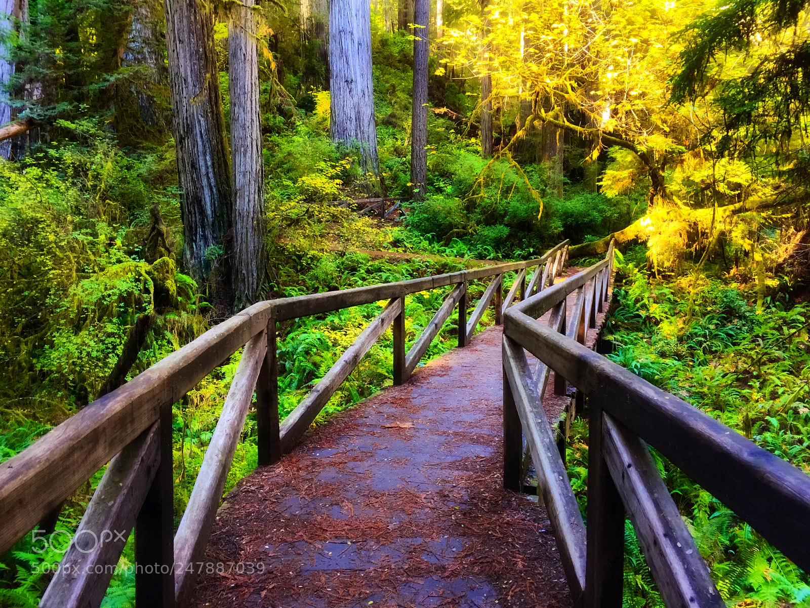 Apple iPhone 6 Plus sample photo. Forest bridge trail photography