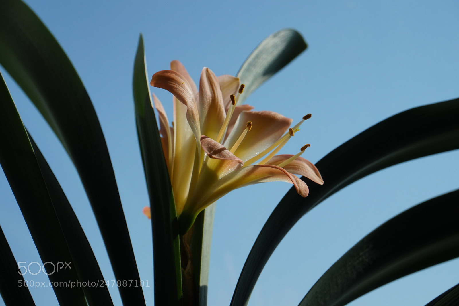 Sony Alpha a5000 (ILCE 5000) sample photo. Untitled photography