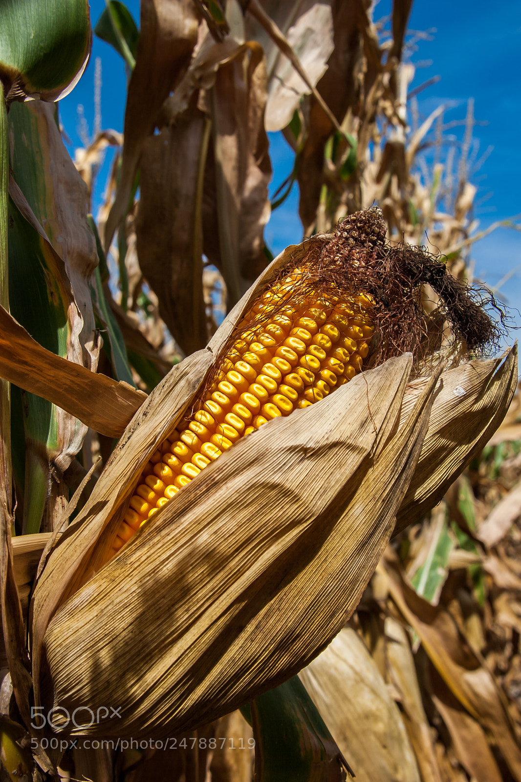 Canon EOS 30D sample photo. Corn ear photography