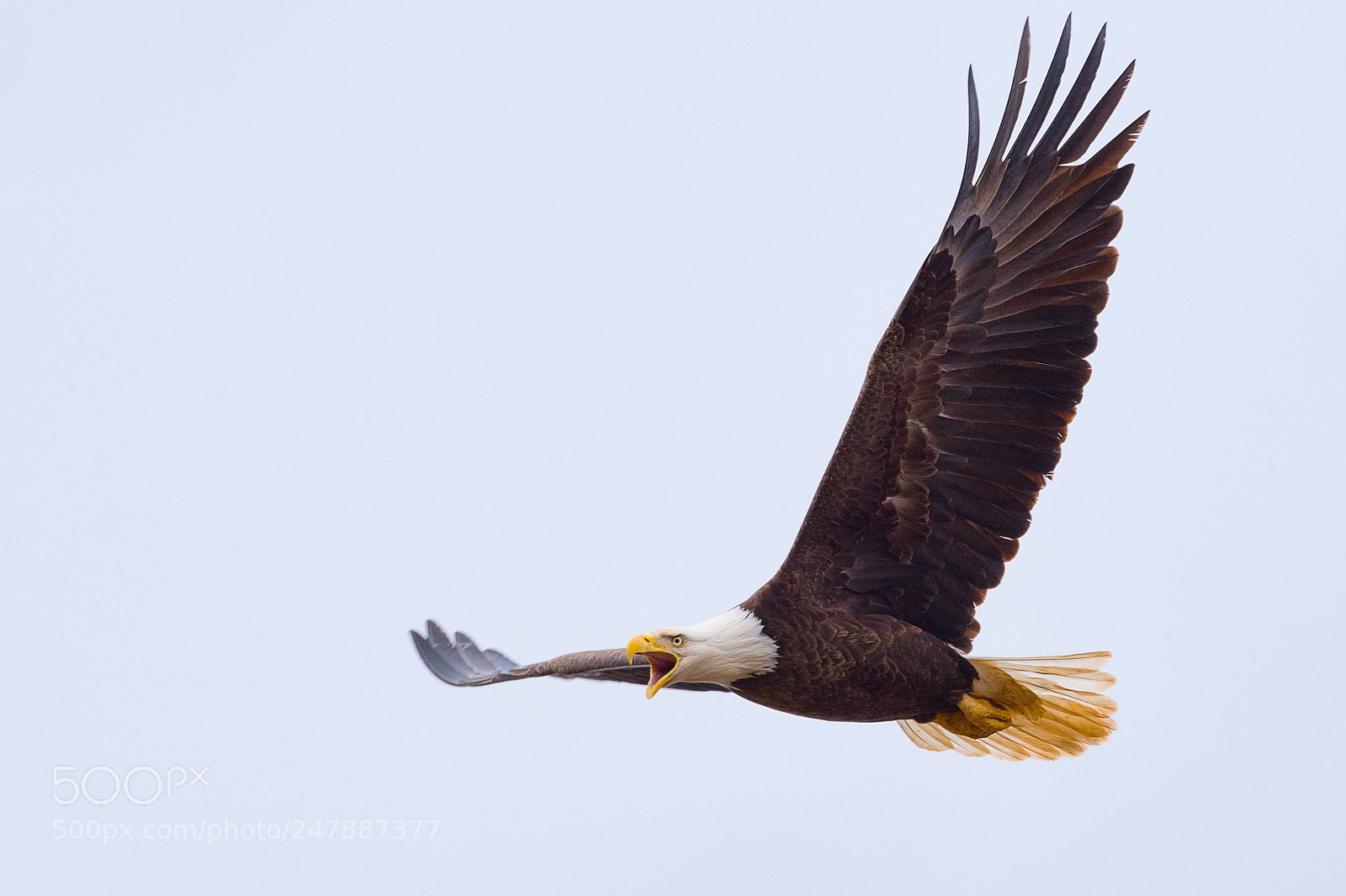 Nikon D500 sample photo. Screaming eagle.... photography
