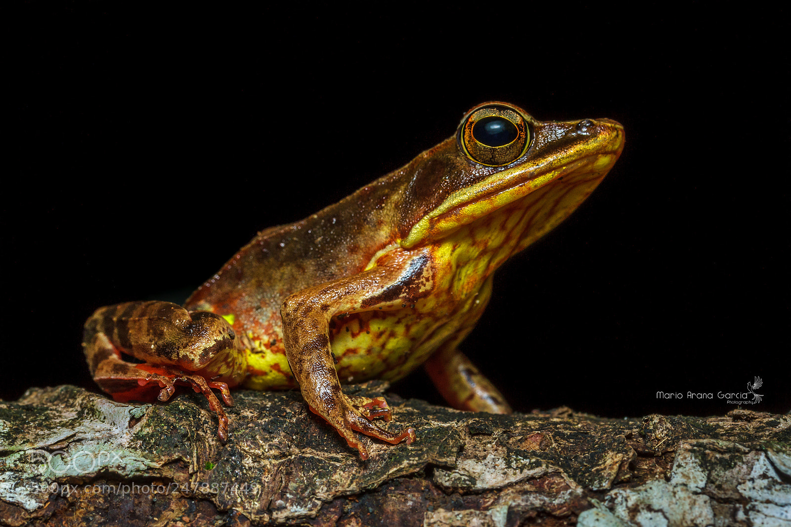 Canon EOS 7D sample photo. Brilliant forest frog photography