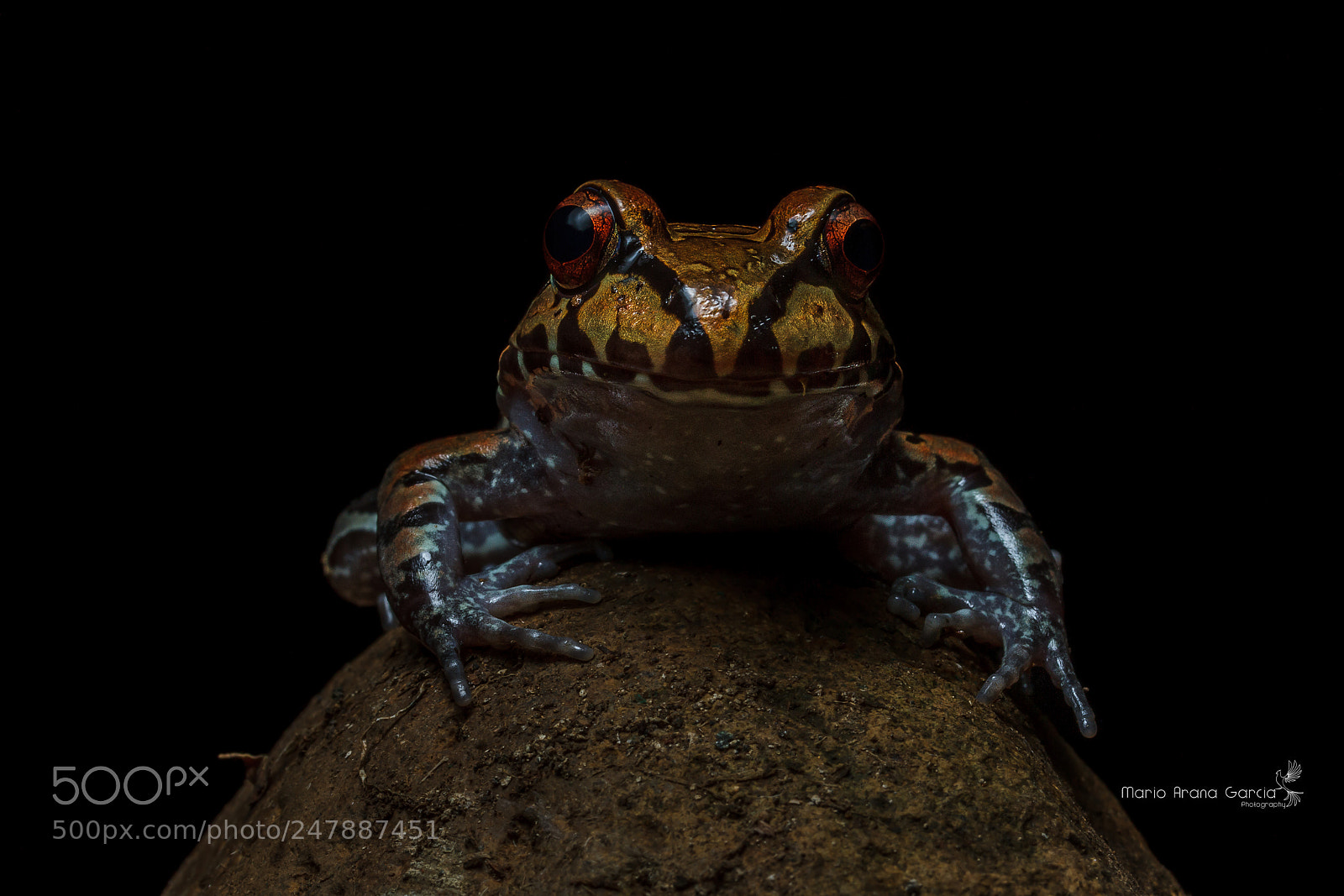 Canon EOS 7D sample photo. Savage's bull frog photography