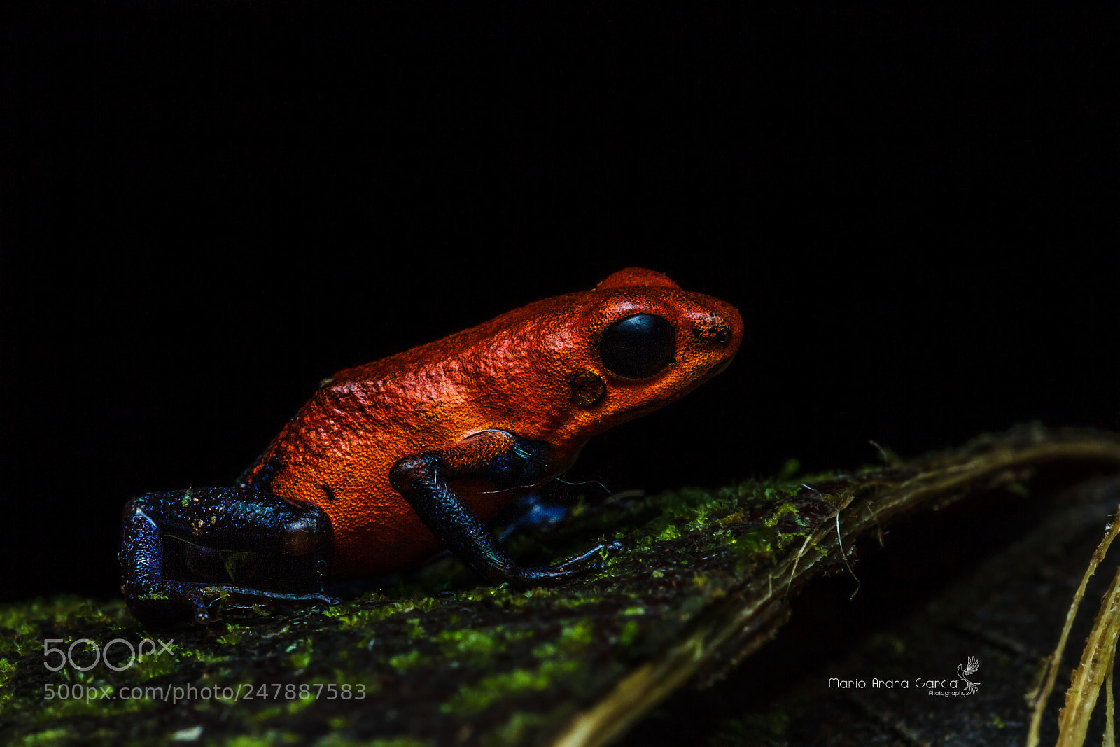 Canon EOS 7D sample photo. Strawberry poison frog photography