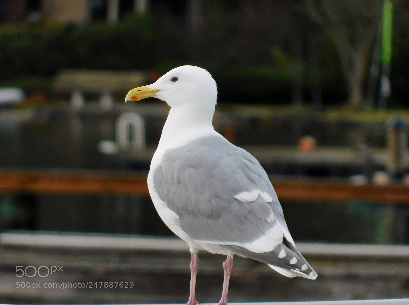 Nikon Coolpix B500 sample photo. Lunchtime companio american lake photography