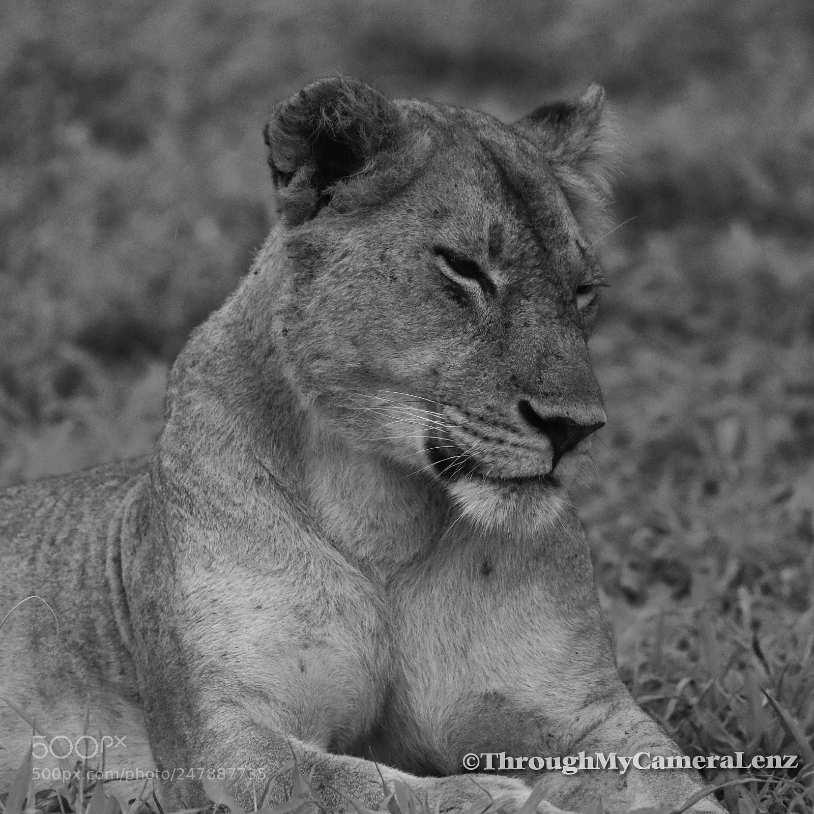 Canon EOS 750D (EOS Rebel T6i / EOS Kiss X8i) sample photo. Resting female lioneses photography