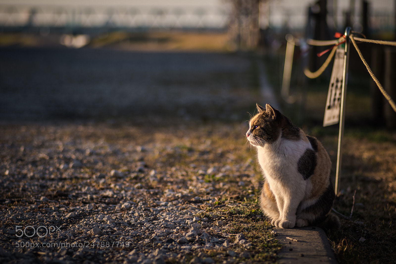 Pentax K-70 sample photo. Light of the sun photography