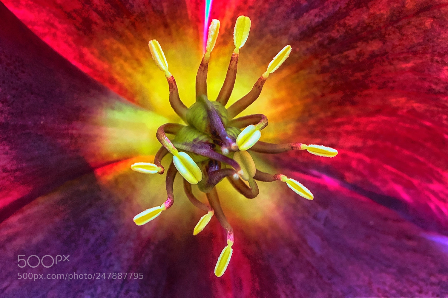 Nikon D7100 sample photo. Flower photography