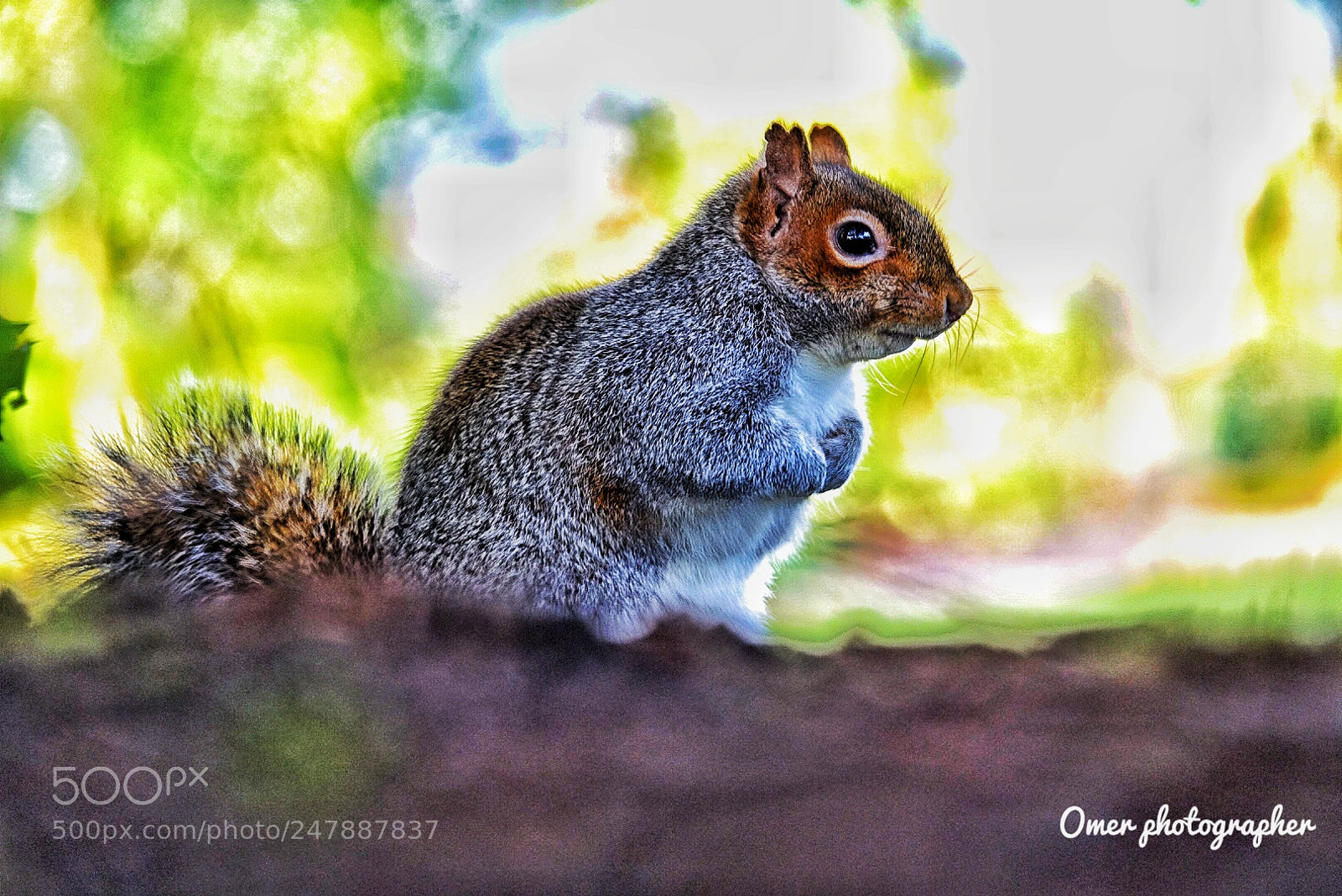 Sony Cyber-shot DSC-RX10 III sample photo. Squirrel photography
