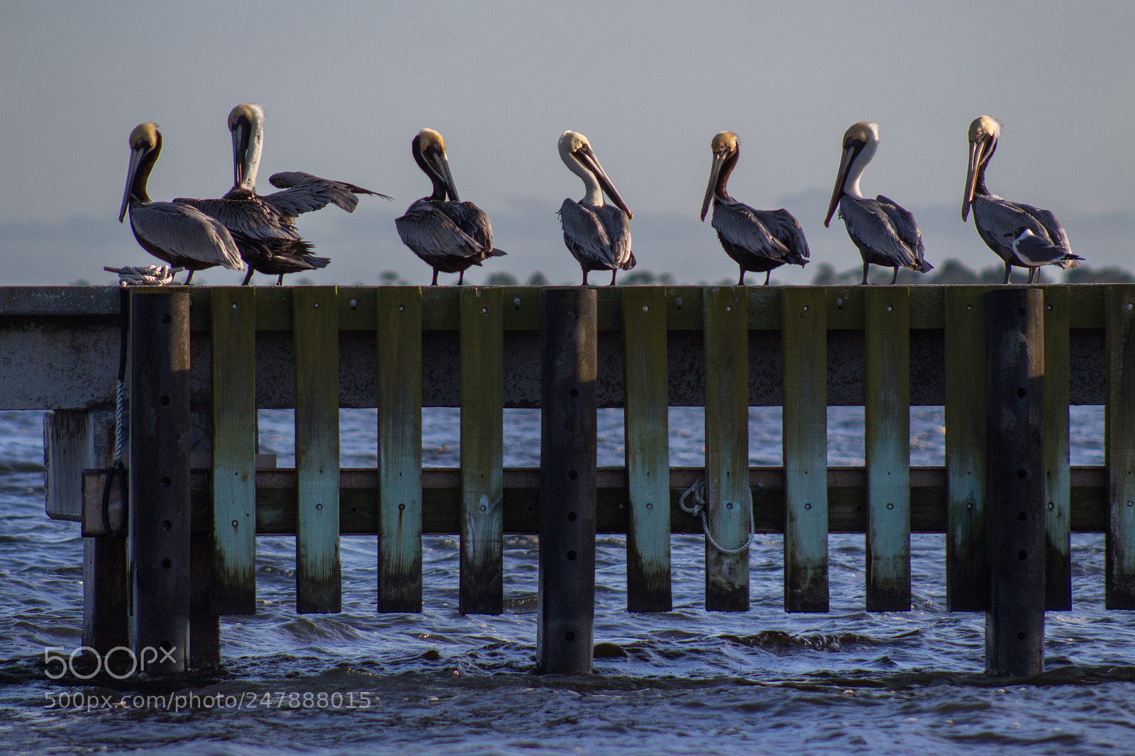 Canon EOS 700D (EOS Rebel T5i / EOS Kiss X7i) sample photo. Pelicans photography