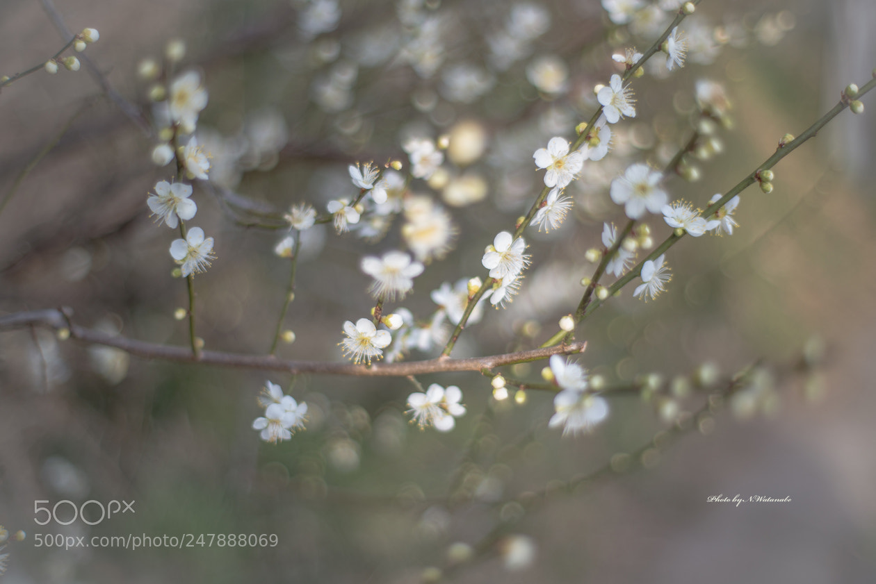 Nikon D800 sample photo. Ume... photography