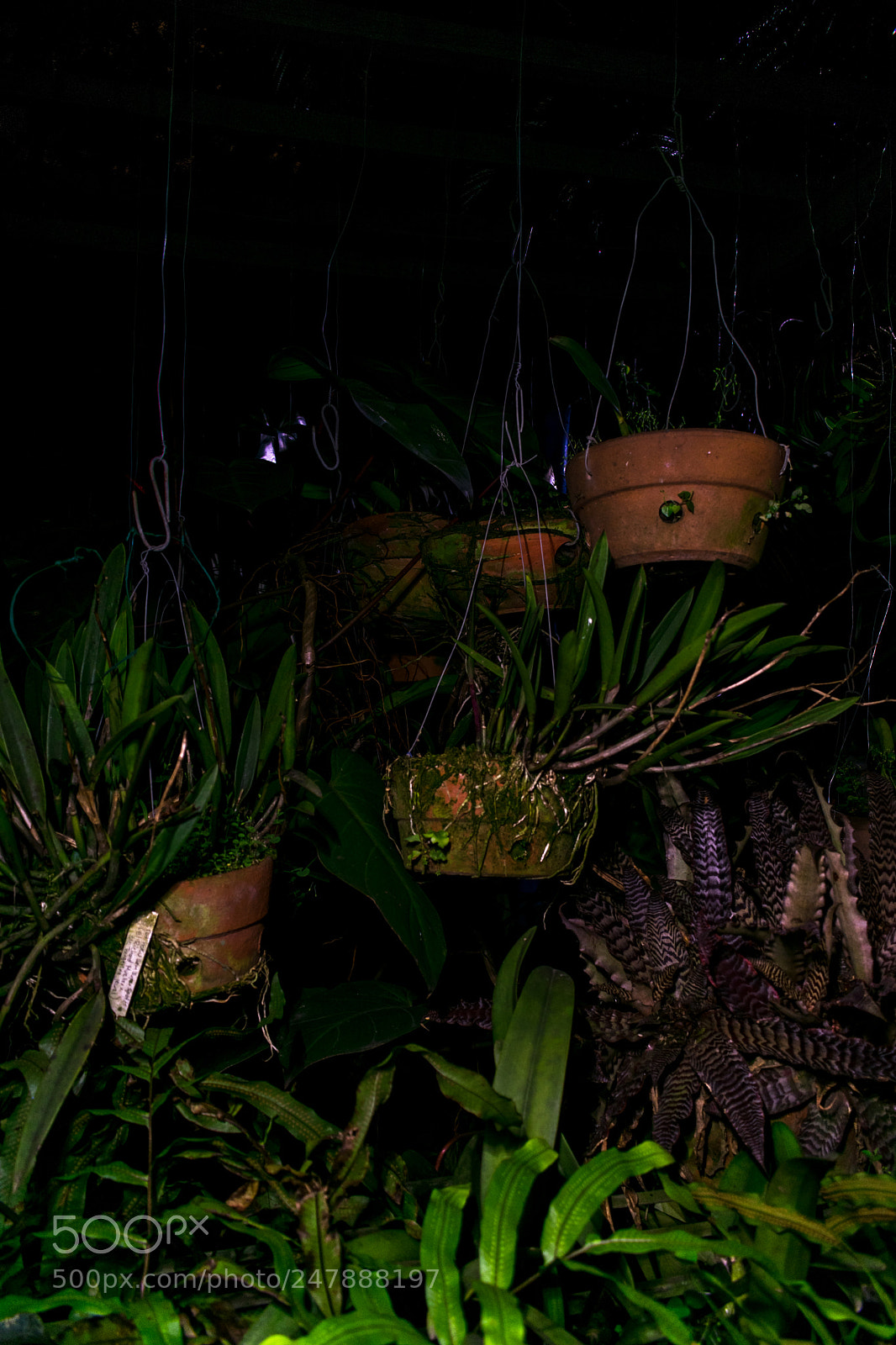 Nikon D3400 sample photo. Sleeping orchid garden  photography