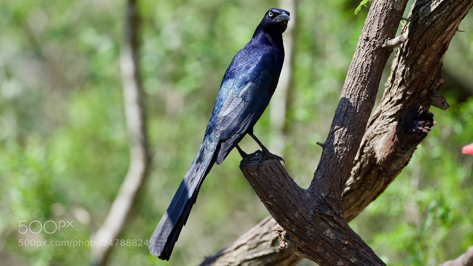Canon EOS-1D X sample photo. Black bird photography