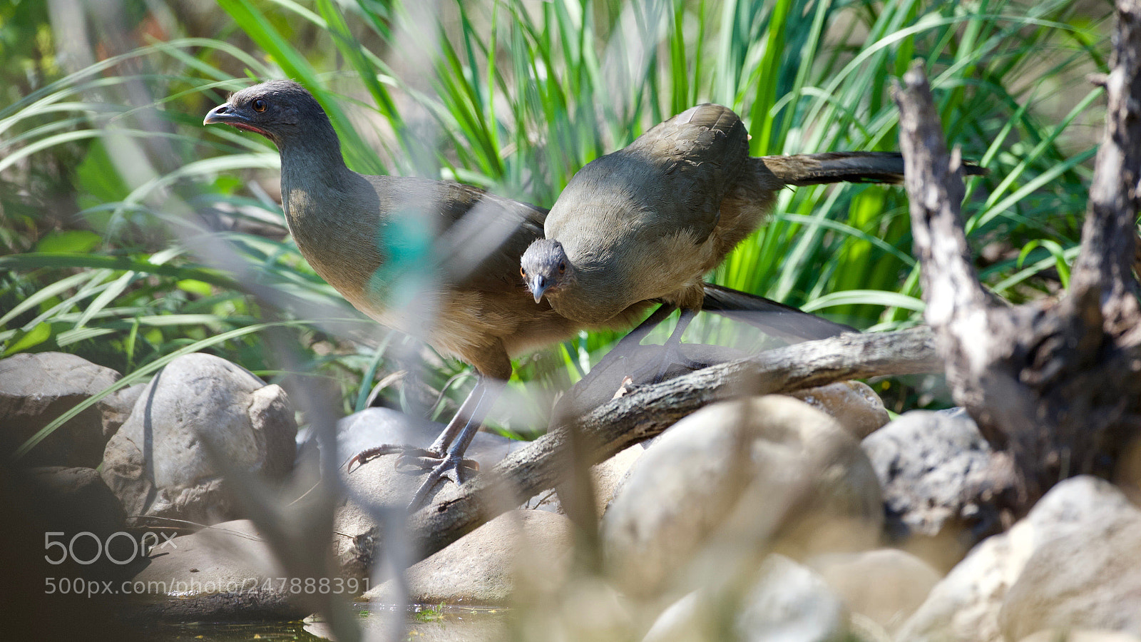 Canon EOS-1D X sample photo. Chachalaca photography