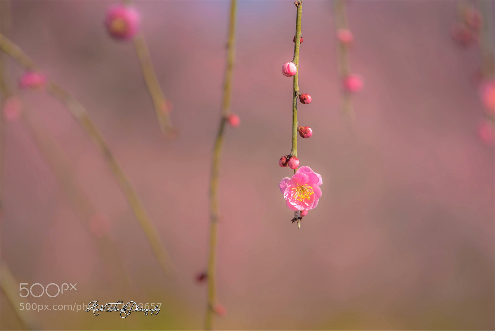 Nikon D810 sample photo. This season will come photography