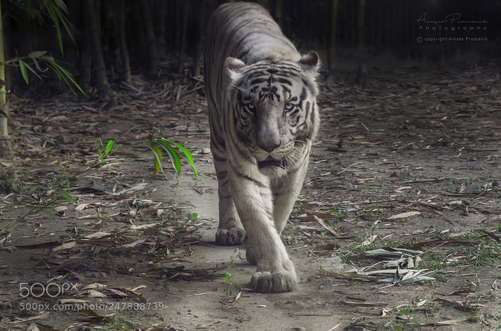 Nikon D5100 sample photo. The cat walk photography