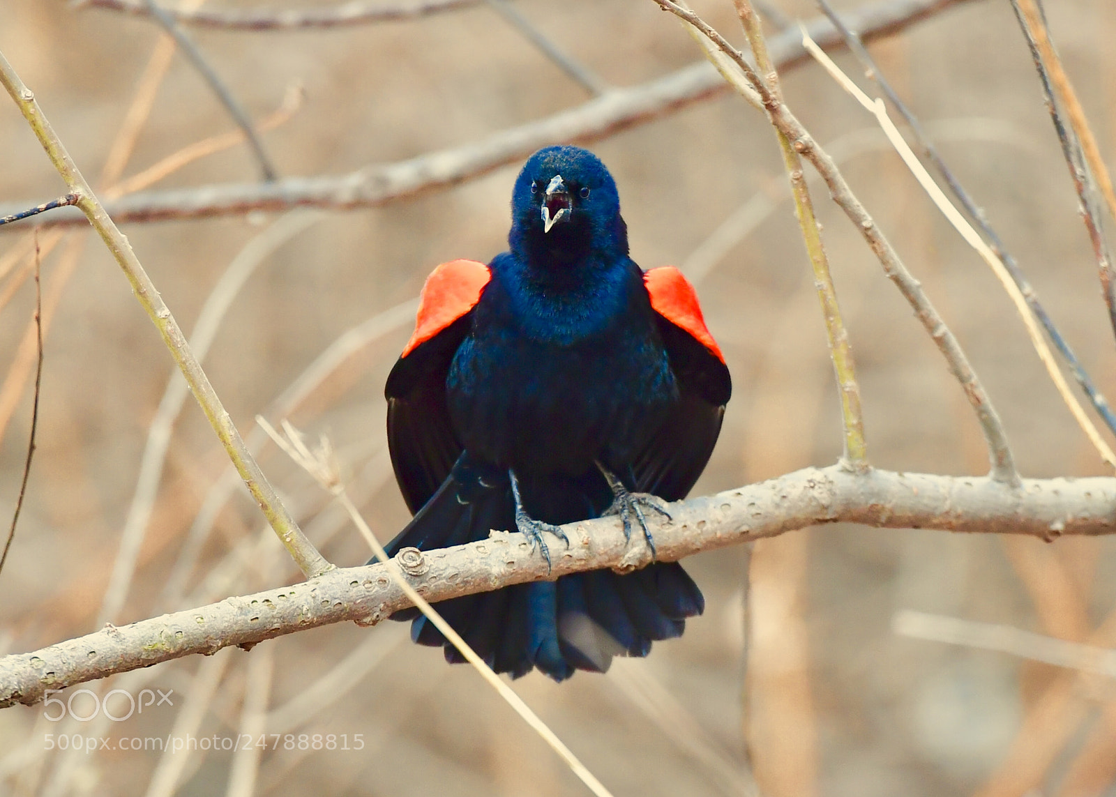 Nikon D5 sample photo. Red-winged black-bird photography