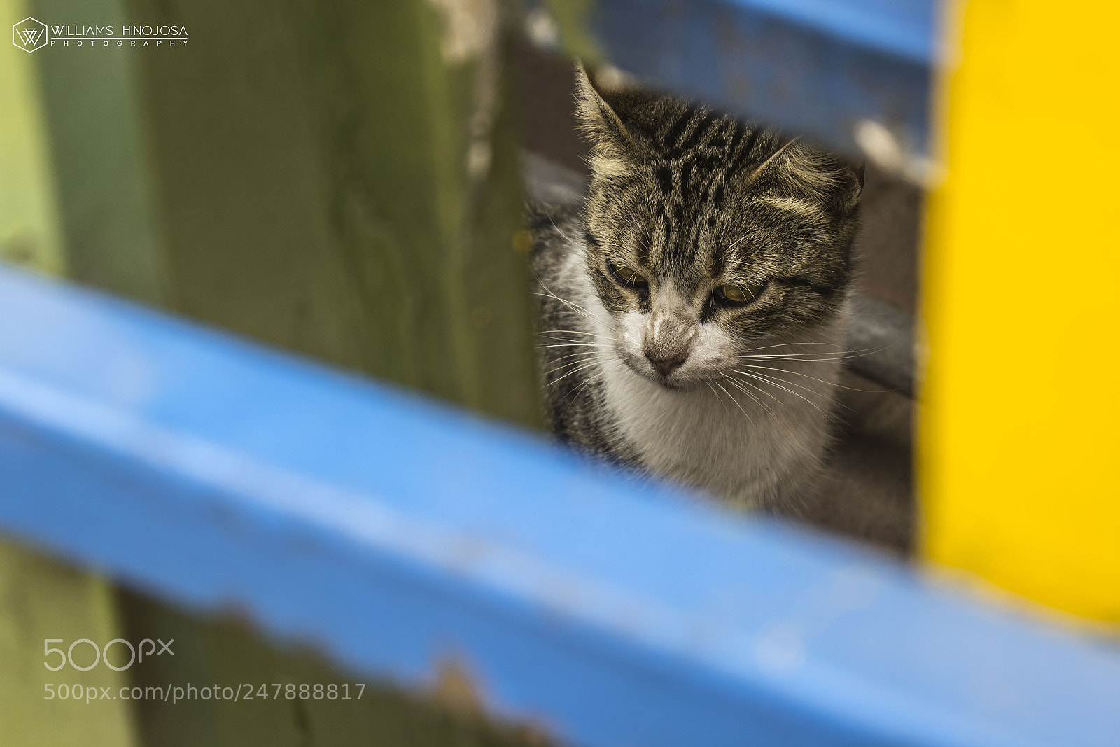 Canon EOS 1200D (EOS Rebel T5 / EOS Kiss X70 / EOS Hi) sample photo. Gatito photography