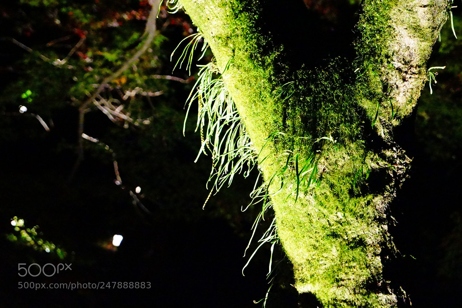 Sony SLT-A58 sample photo. 苔だらけ photography