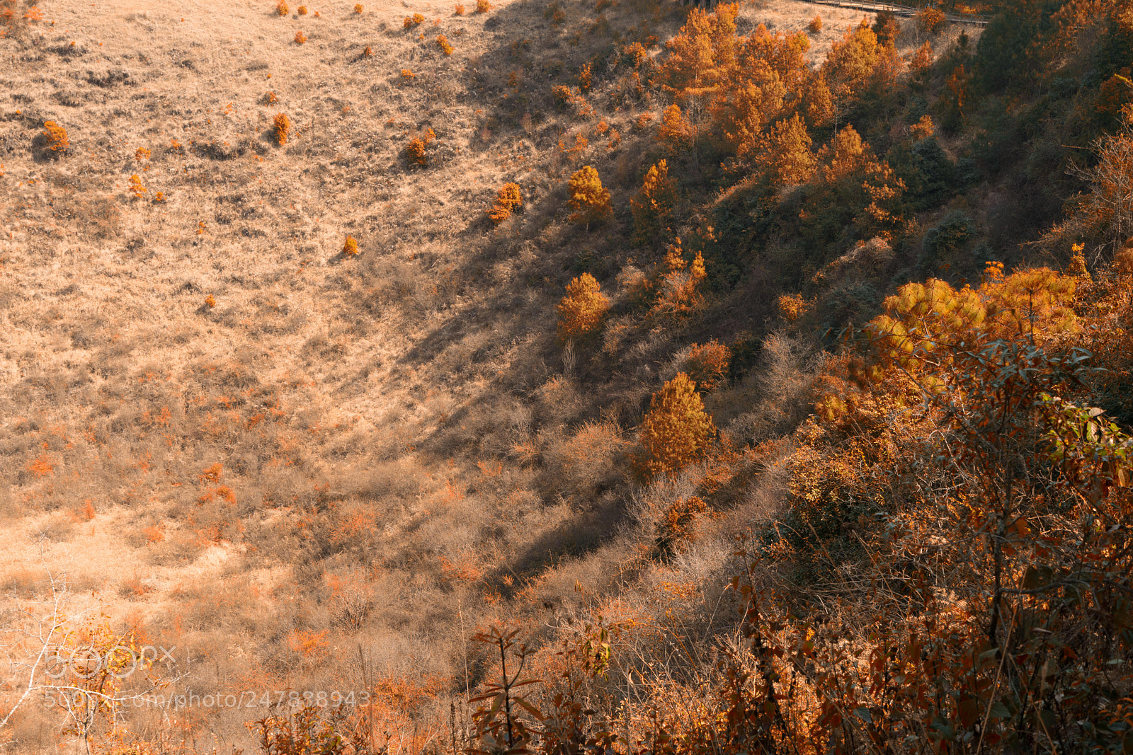 Sony a7R III sample photo. Untitled photography