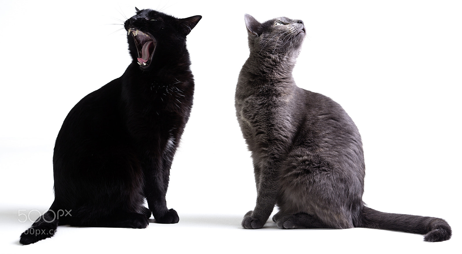 Canon EOS 60D sample photo. Mad and furry photography