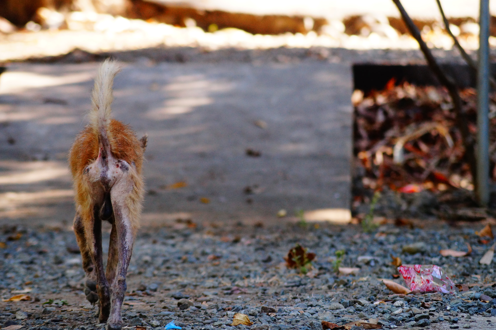 Sony DT 55-200mm F4-5.6 SAM sample photo. 野良犬 photography