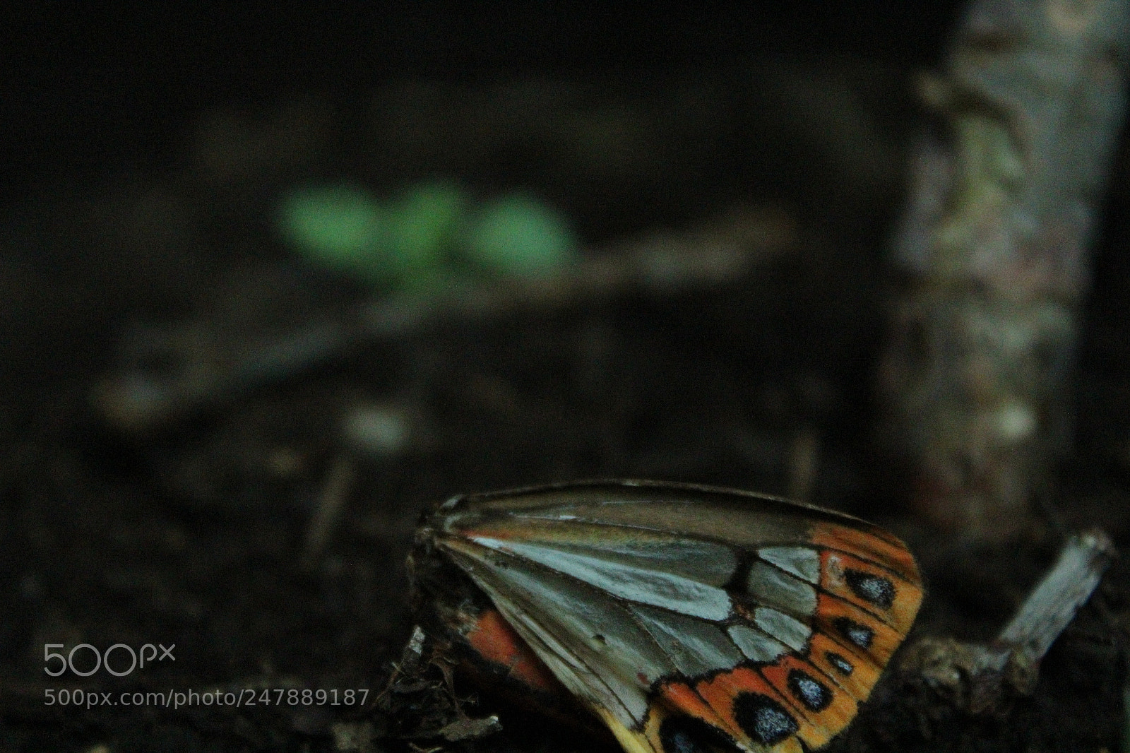 Canon EOS 1300D (EOS Rebel T6 / EOS Kiss X80) sample photo. Broken wings photography