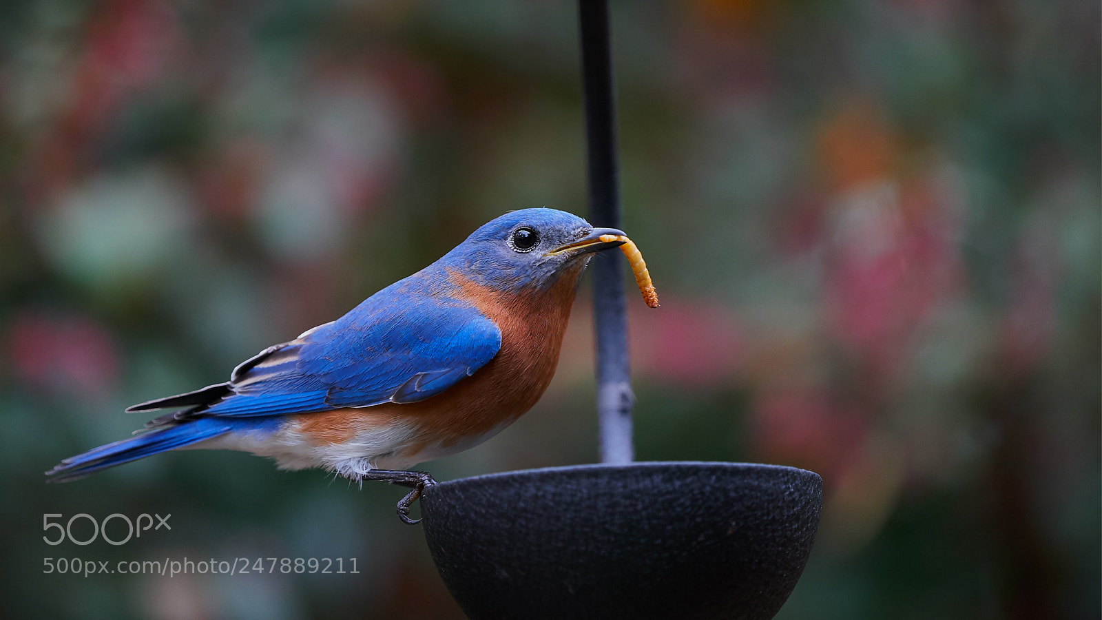 Sony a9 sample photo. Snack time photography