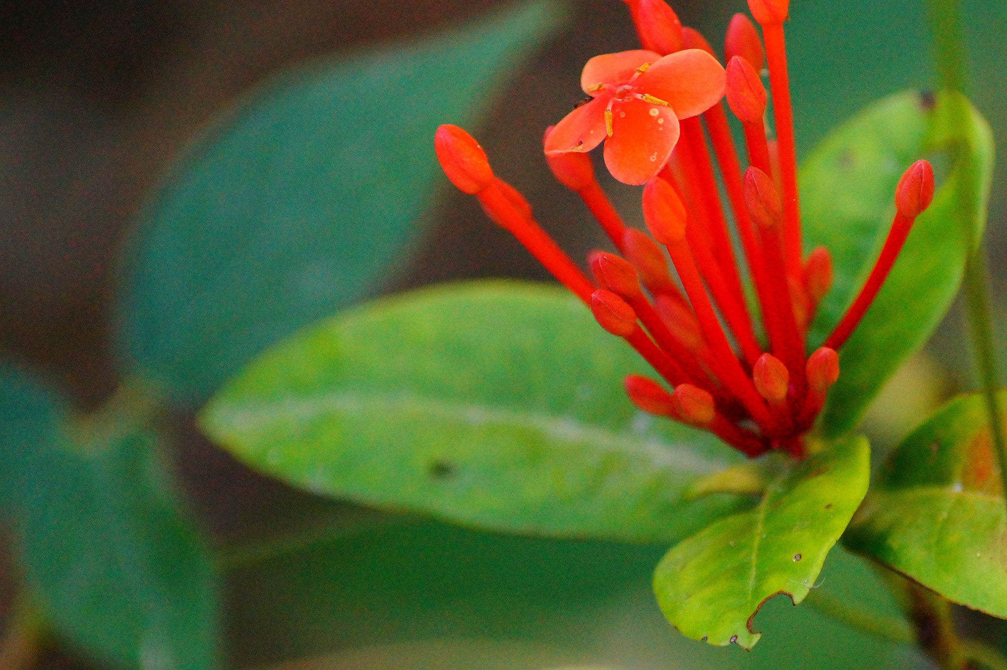 Sony DT 55-200mm F4-5.6 SAM sample photo. Flowers photography