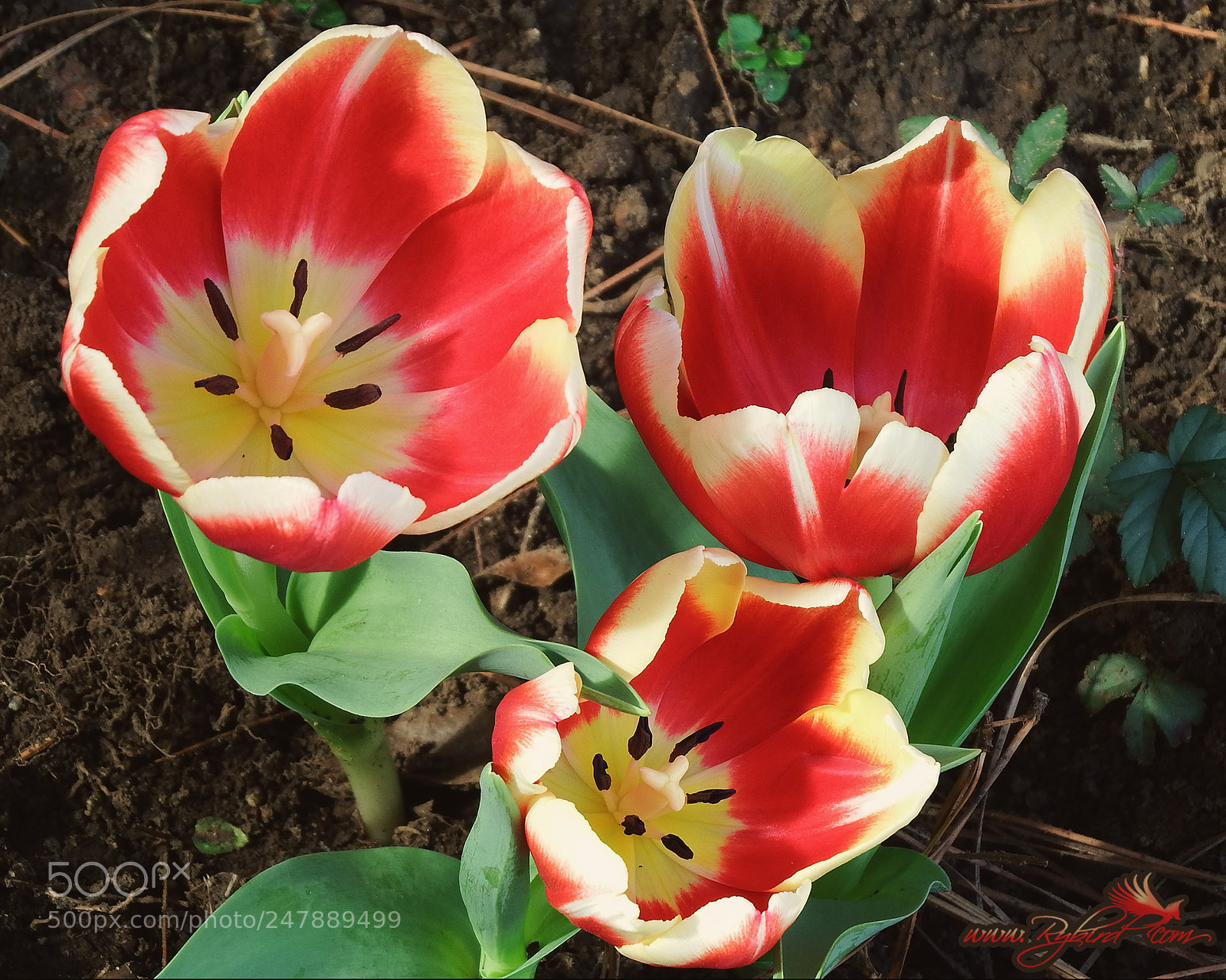 Fujifilm FinePix S1 sample photo. Three flower wishes photography