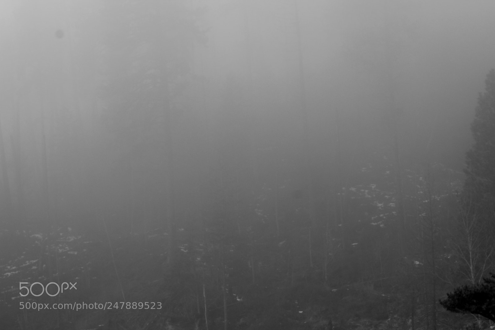 Canon EF 75-300mm f/4-5.6 sample photo. Foggyfairyforest photography