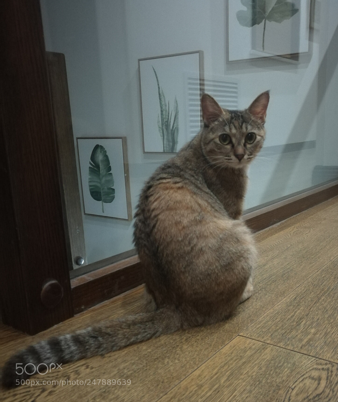 HUAWEI Mate 8 sample photo. 海参 photography