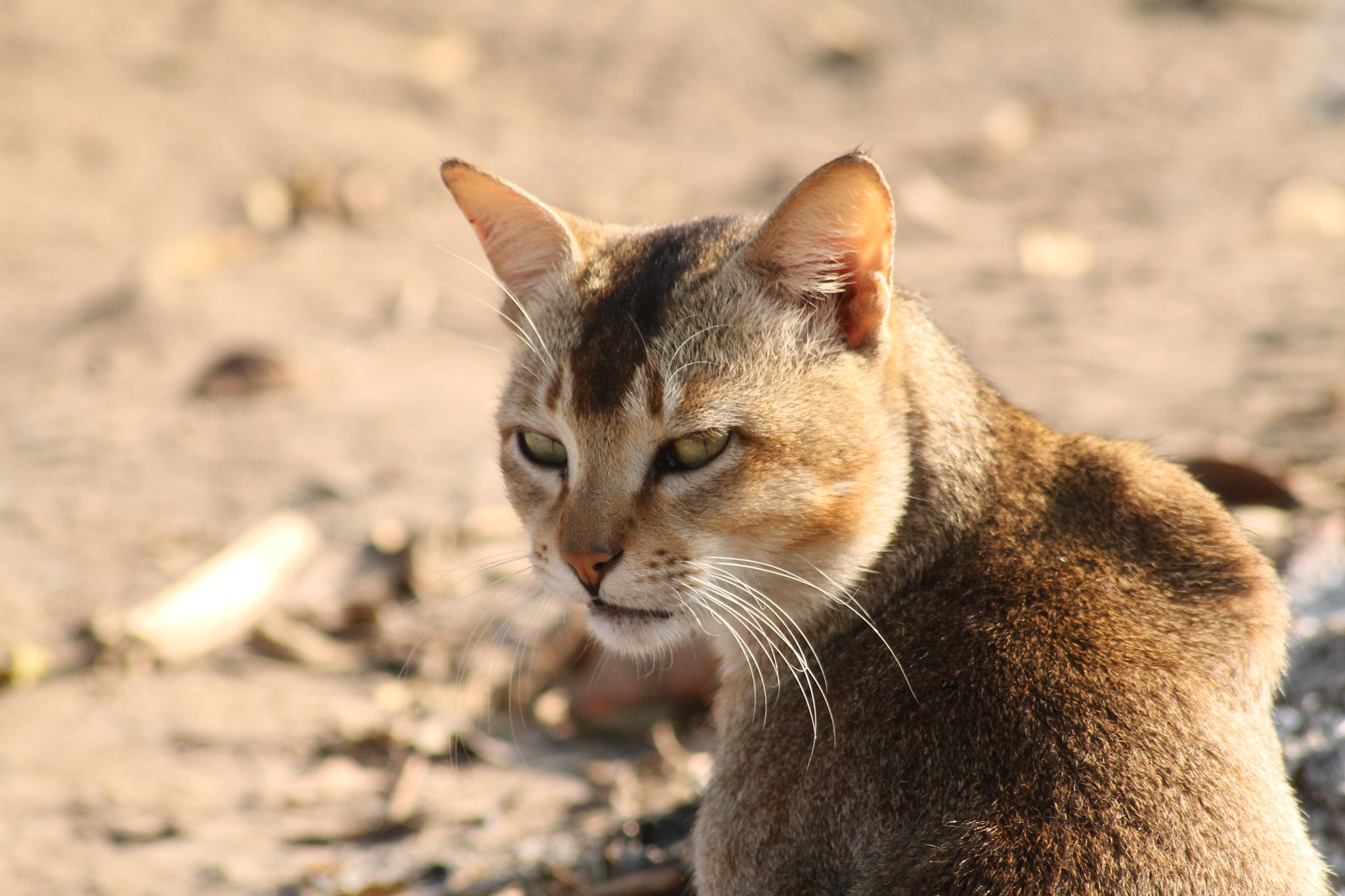 Canon EOS 1100D (EOS Rebel T3 / EOS Kiss X50) sample photo. My path is different, doesn’t mean i am lost... photography