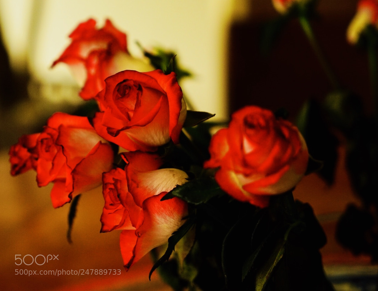 Sony a7 II sample photo. Untitled photography