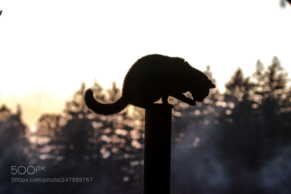 Canon EOS 7D sample photo. The fog crept in photography