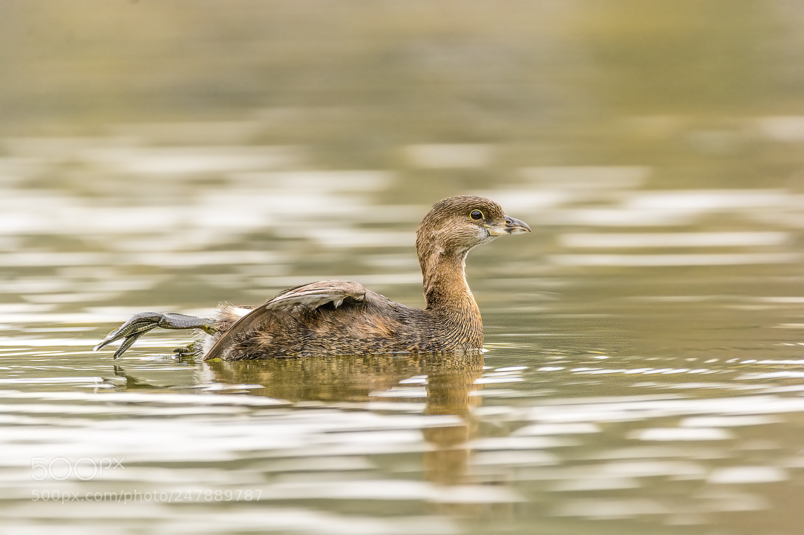 Nikon D7100 sample photo. Pied-billed grebe stretching his photography