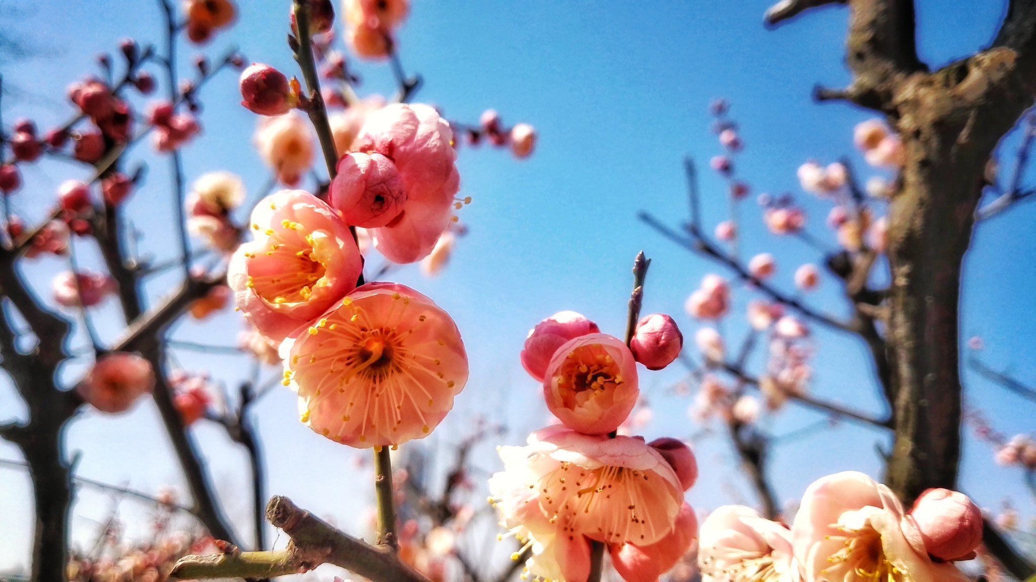 HUAWEI DAV sample photo. 春梅展枝 photography