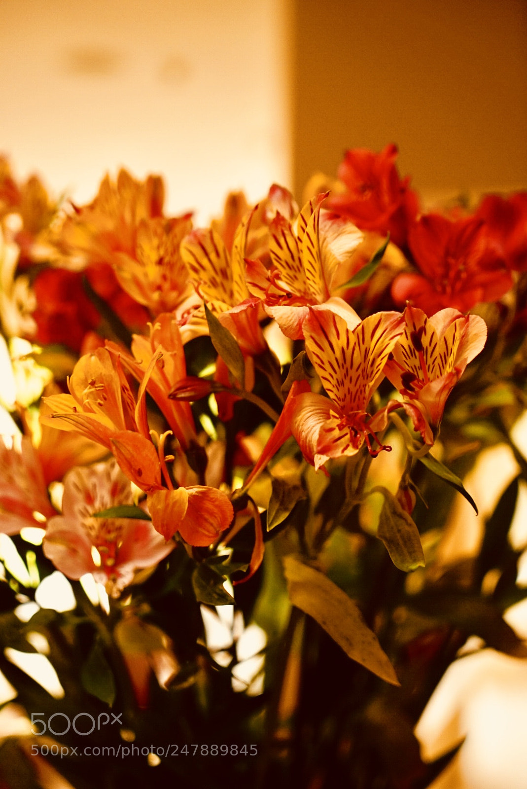 Sony a7 II sample photo. Mil colores photography