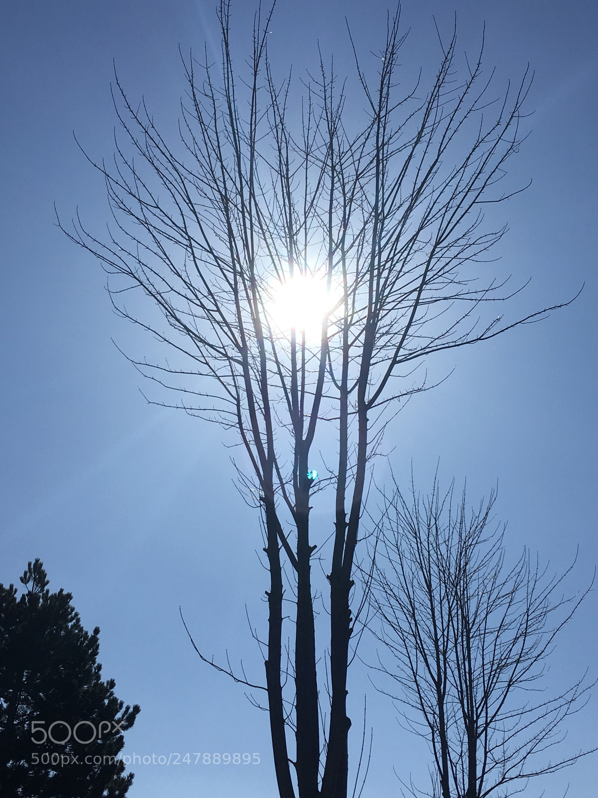 Apple iPhone 6s Plus sample photo. Shine bright ... photography