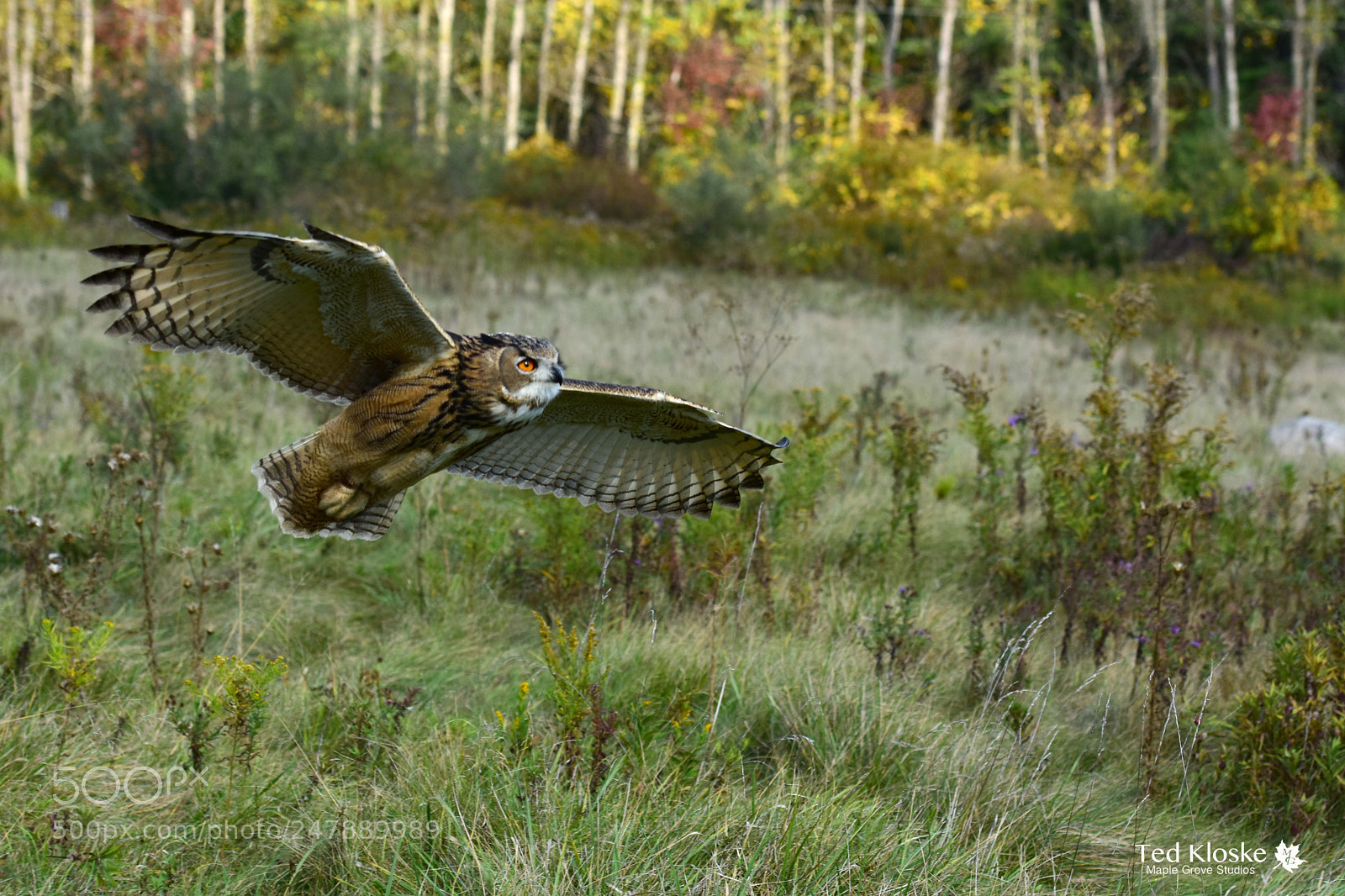 Nikon D7200 sample photo. Owl in flight photography