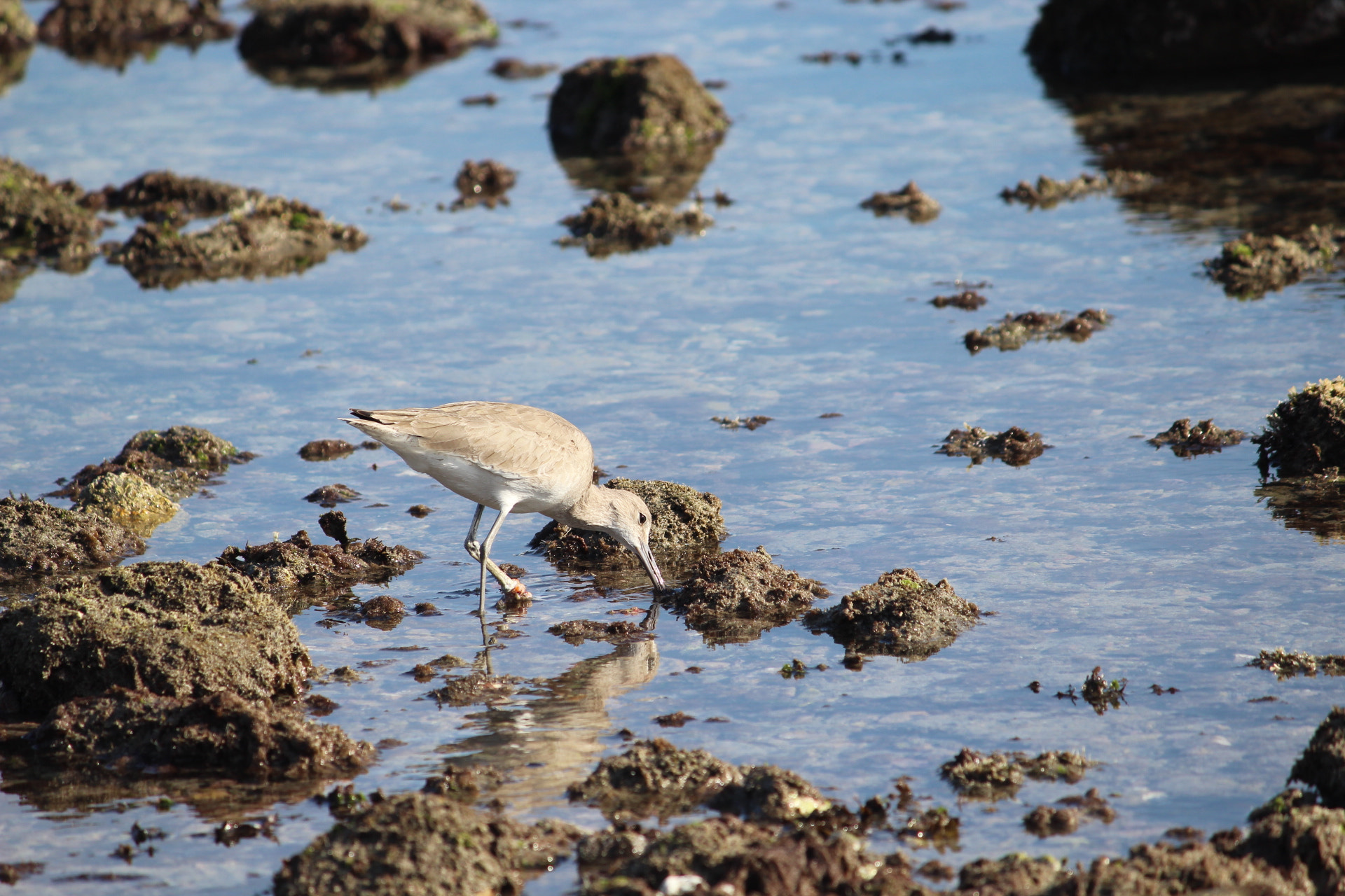 Canon EF-S 55-250mm F4-5.6 IS II sample photo. Habitad photography