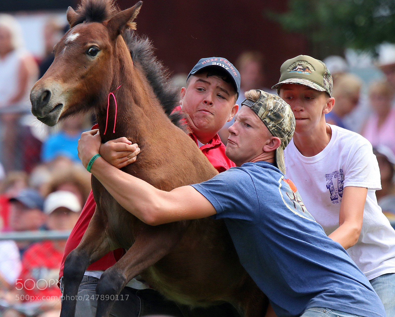 Canon EOS 80D sample photo. Pony wrestling photography