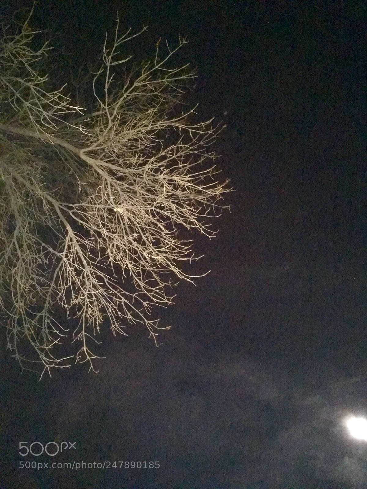 Apple iPad Pro sample photo. Tree glow photography