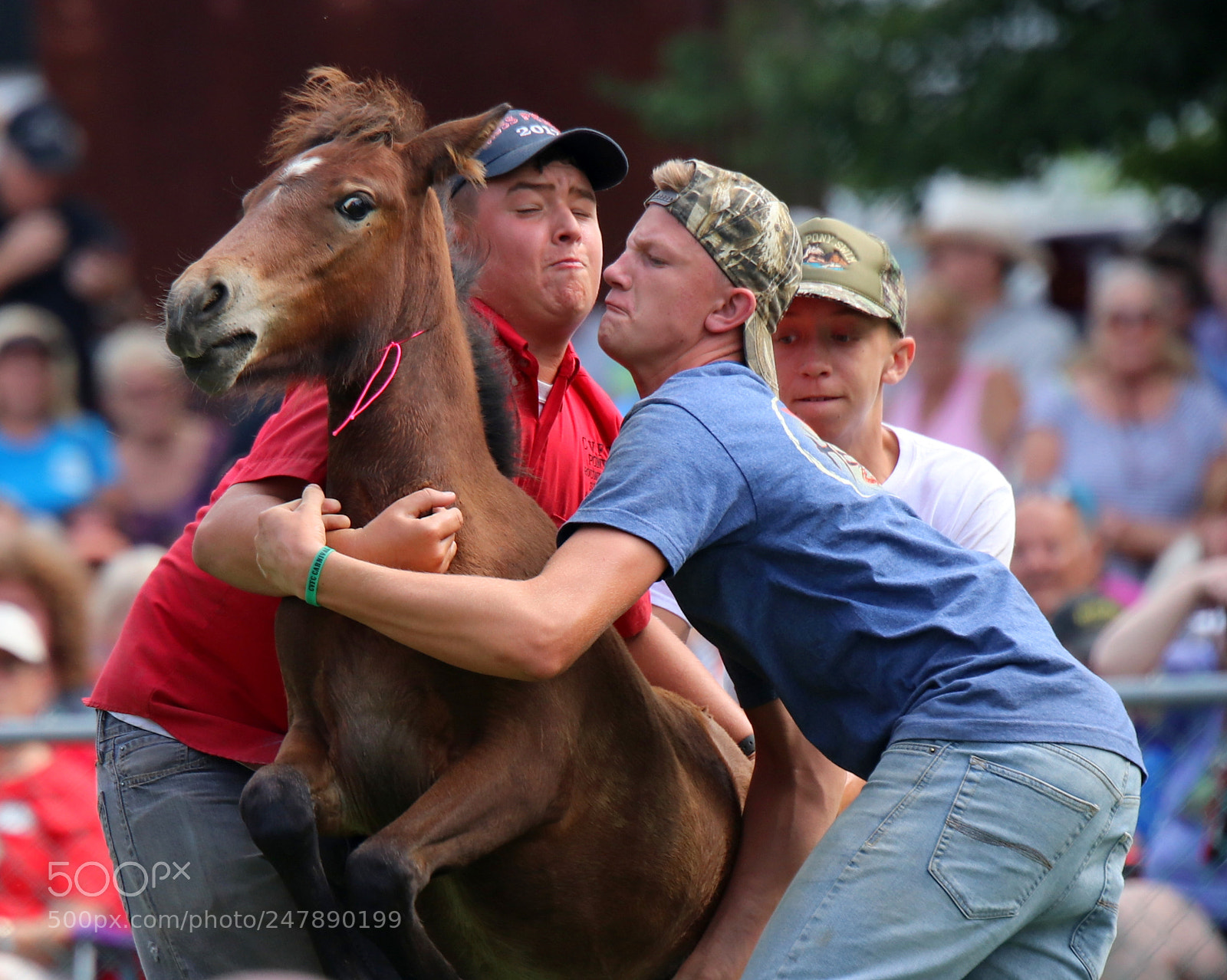 Canon EOS 80D sample photo. Pony wrestling photography