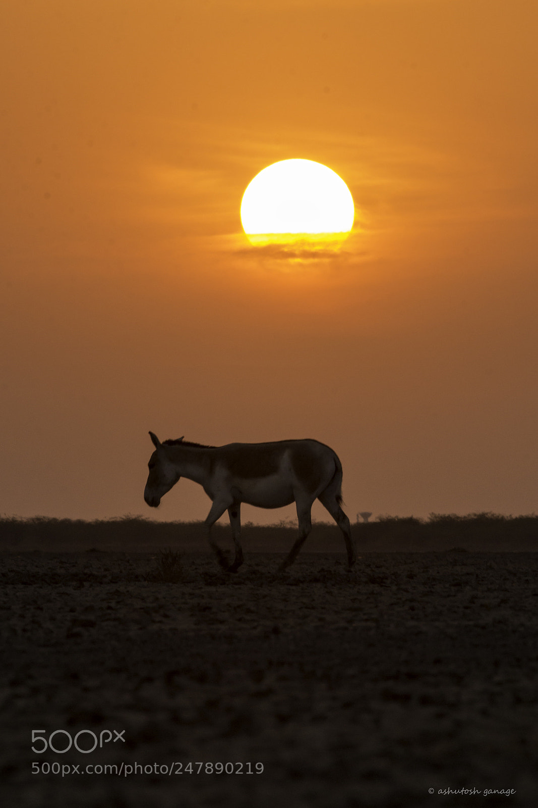 Canon EOS 60D sample photo. Wild ass photography