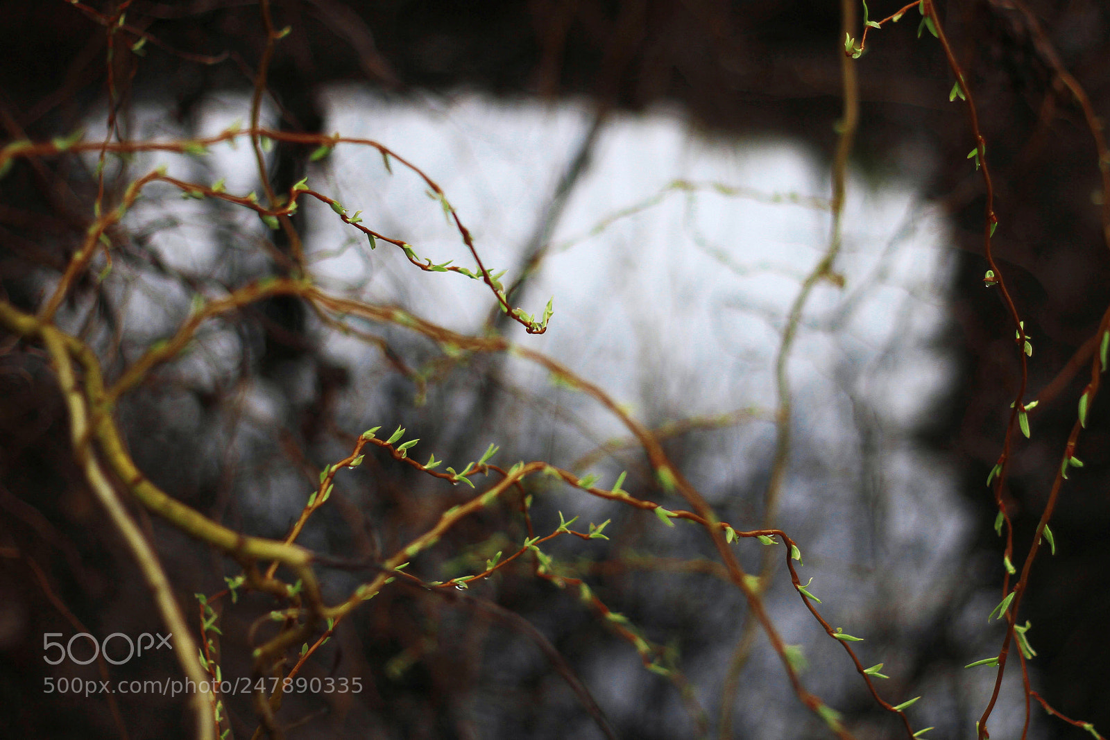Canon EOS 7D sample photo. Snakes photography