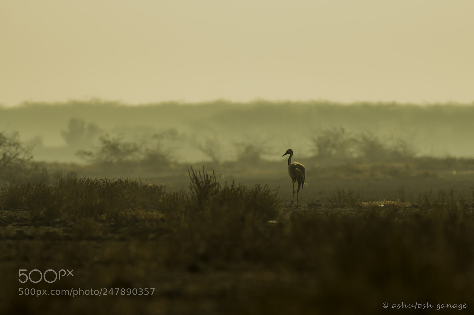 Canon EOS 60D sample photo. Common crane photography